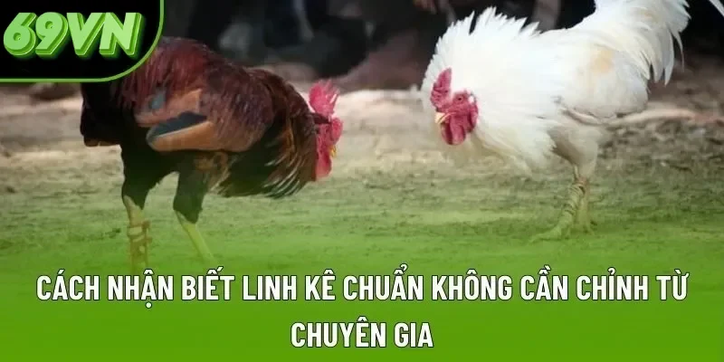 Cách Nhận Biết Linh Kê Chuẩn - Bí Quyết Bắt Kèo Đá Gà Bất Bại Cách Nhận Biết Linh Kê Chuẩn Không Cần Chỉnh Từ Chuyên Gia