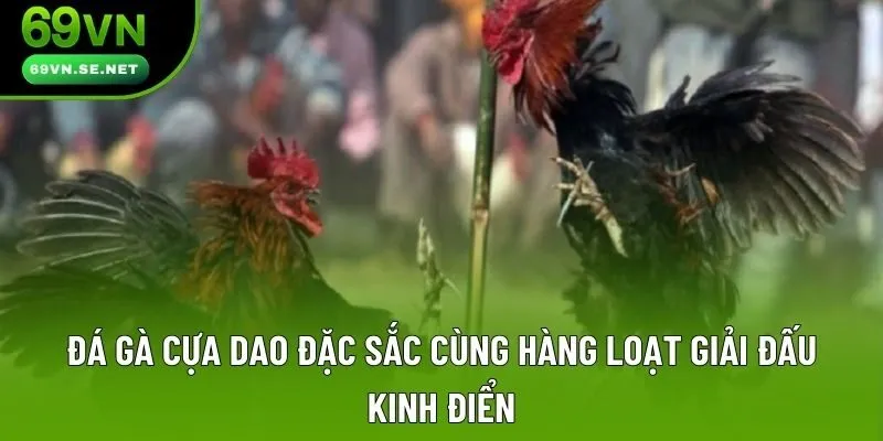 Đá Gà Cựa Dao - Hình Thức Thi Đấu Đặc Sắc, Được Yêu Thích Top Đầu Đá Gà Cựa Dao Đặc Sắc Cùng Hàng Loạt Giải Đấu Kinh Điển