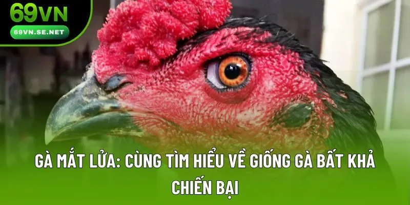 Gà Mắt Lửa Có Thực Sự Bất Khả Chiến Bại? Đặc Điểm Và Cách Nhận Biết Gà Mắt Lửa: Cùng Tìm Hiểu Về Giống Gà Bất Khả Chiến Bại