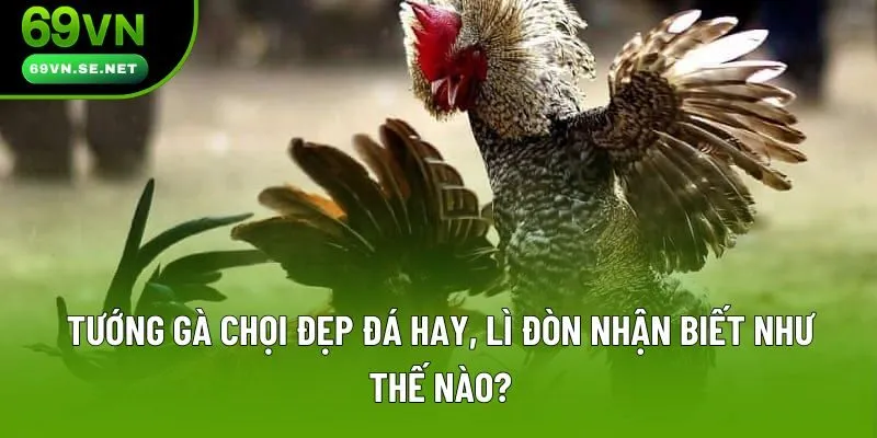 Tướng Gà Chọi Đẹp Như Thế Nào? Sư Kê Hướng Dẫn Cách Xem Chuẩn Tướng Gà Chọi Đẹp Đá Hay, Lì Đòn Nhận Biết Như Thế Nào?